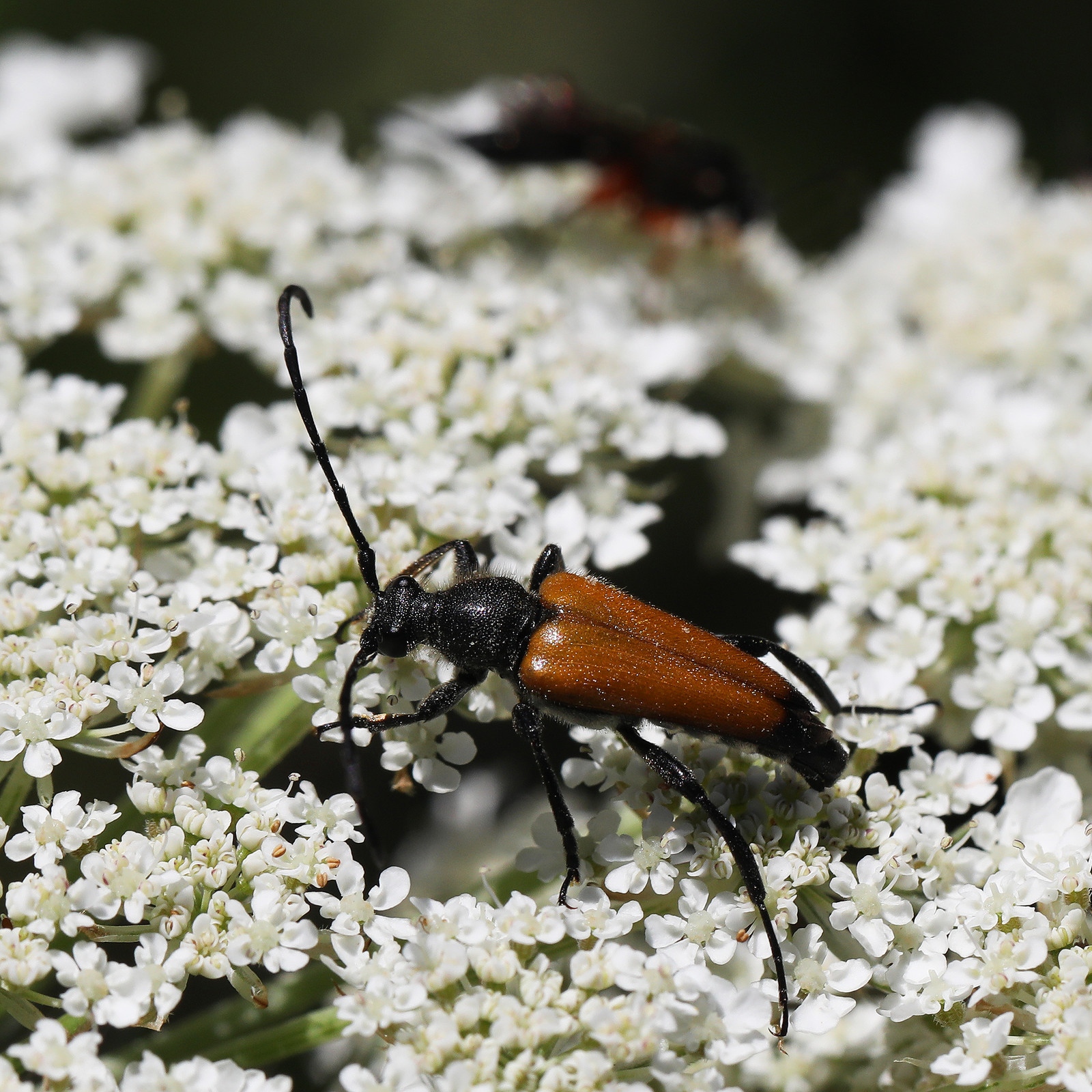 cerambycidae_4.jpg