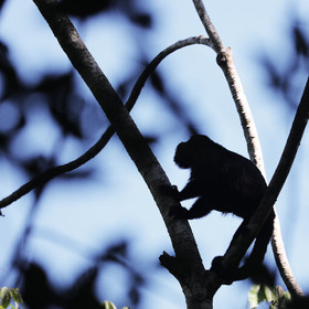 Singes hurleurs à Punta Gorda, Bélize