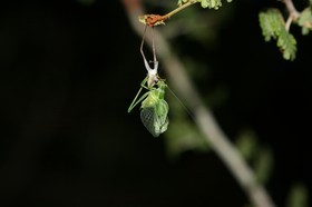 IMG_0658.JPG