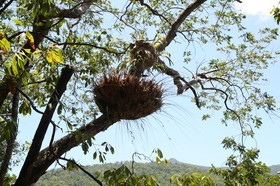 Cape-Trib_1631.JPG