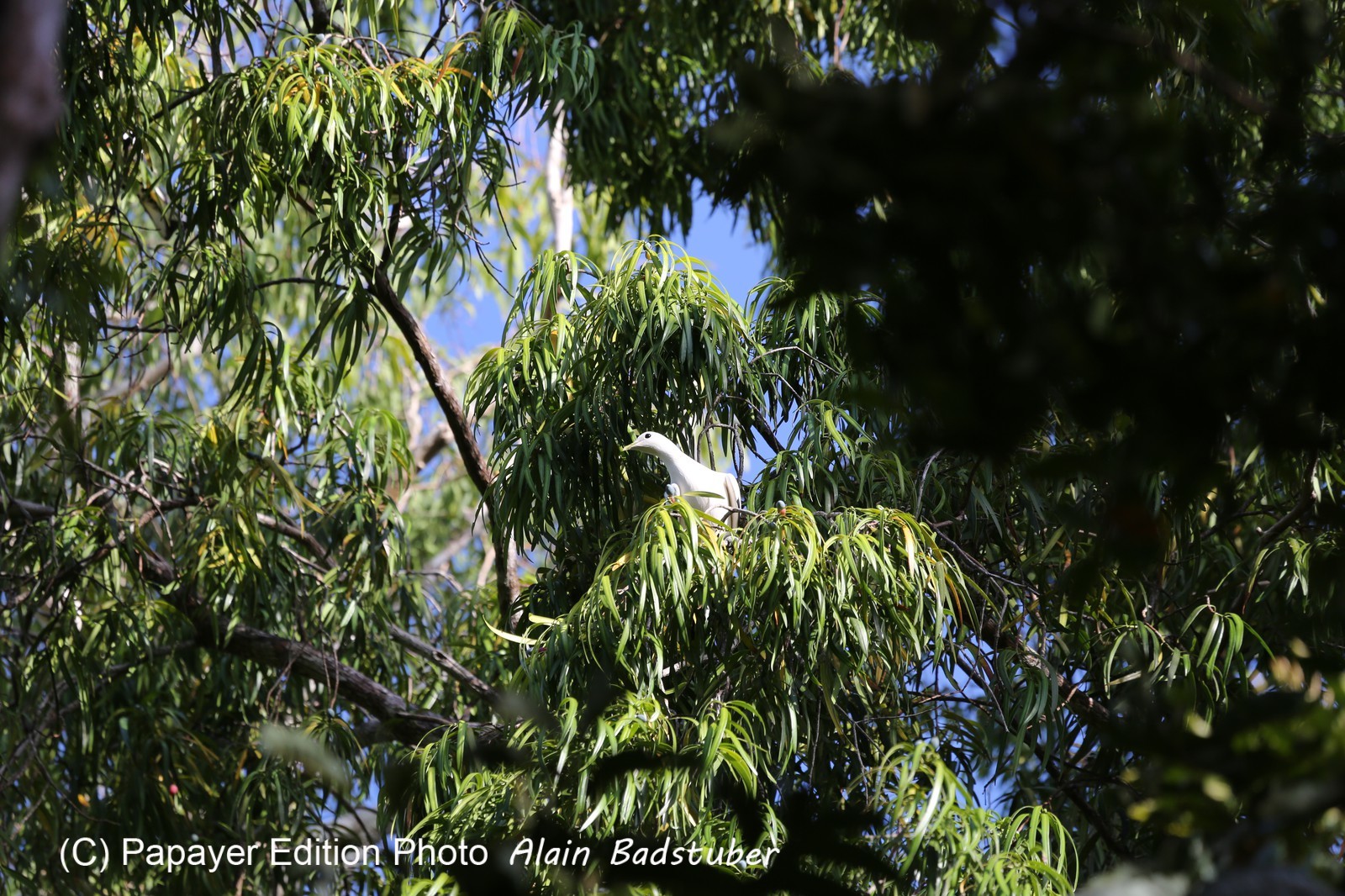 Oiseaux à Cape Tribulation