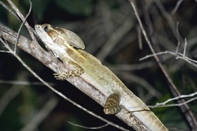 Basilic-brun_11-04-12_01.jpg