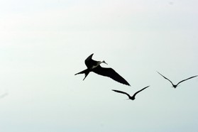 Images_Belize_2011_413