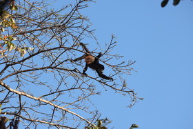 Panama, Boca-Brava