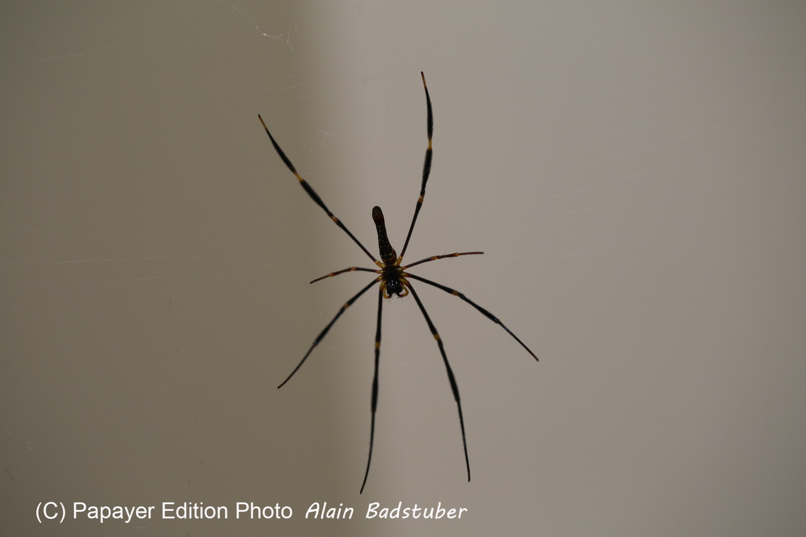 Cape-Trib_0871.JPG