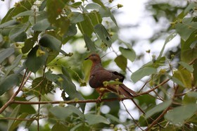 Oiseaux à Cape Tribulation