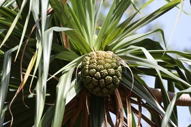 Cape-Trib_1296.JPG