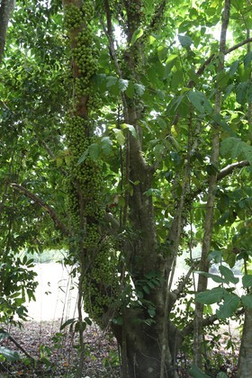 Cape-Trib_1377.JPG