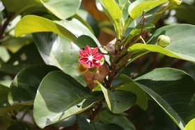Cape-Trib_1243.JPG