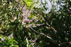 _MG_0195.JPG