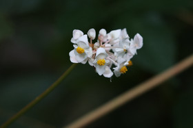 Boquete, Panama