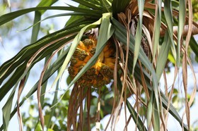 Cape-Trib_1299.JPG