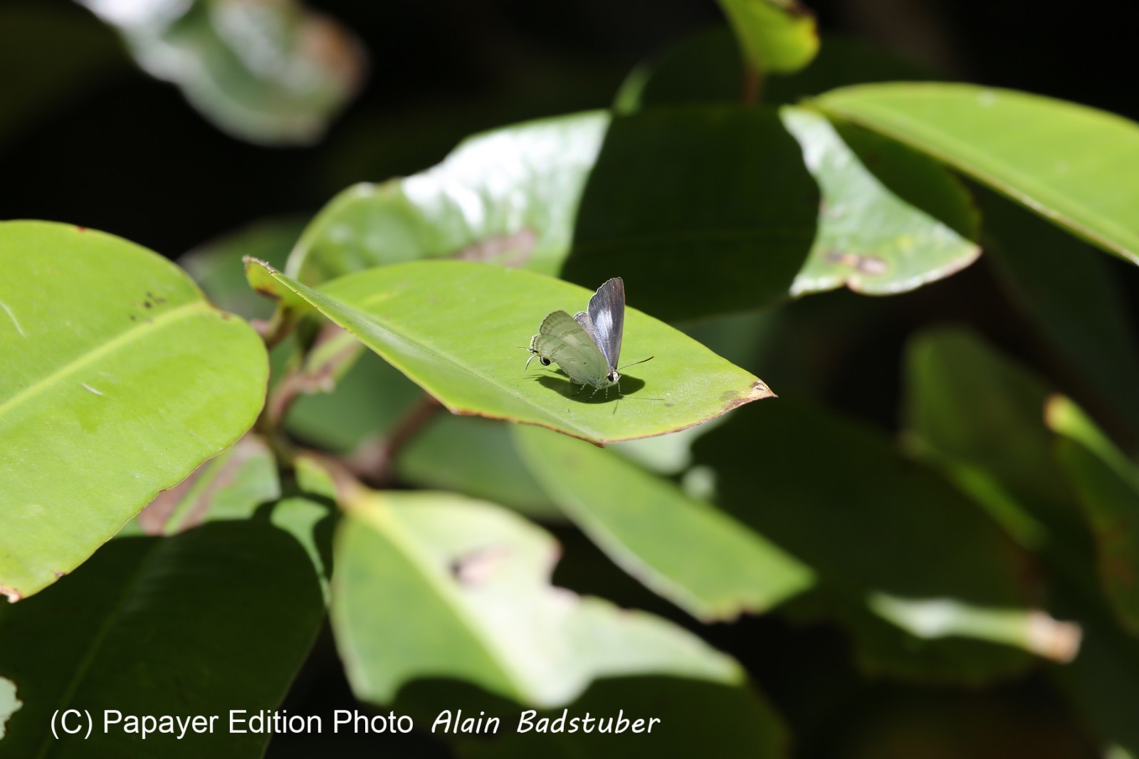Cape-Trib_1466.JPG