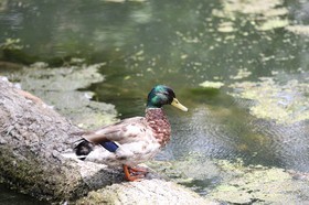 Vieille-Thielle_089.JPG