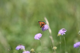 Vieille-Thielle_211.JPG