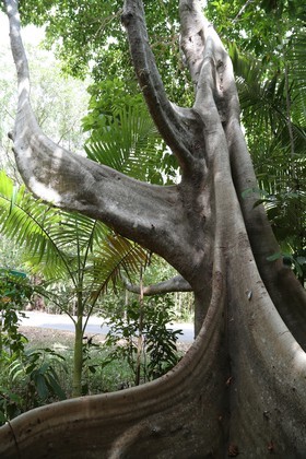 Cape-Trib_1380.JPG