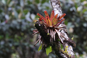 Boquete, Panama