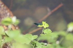 Vieille-Thielle_221.JPG