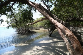 Cape-Trib_1637.JPG