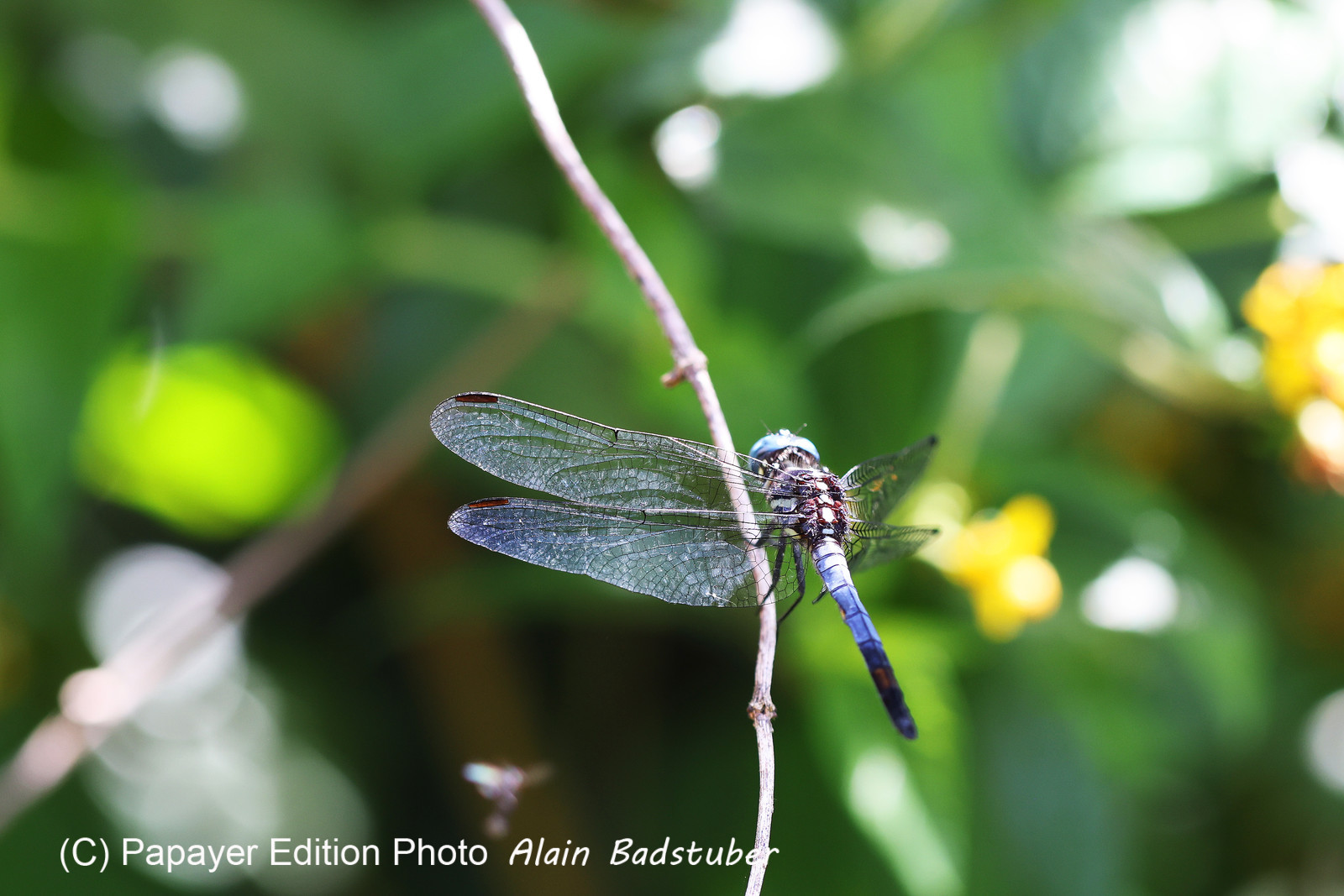 Libellule-bleue_1.jpg