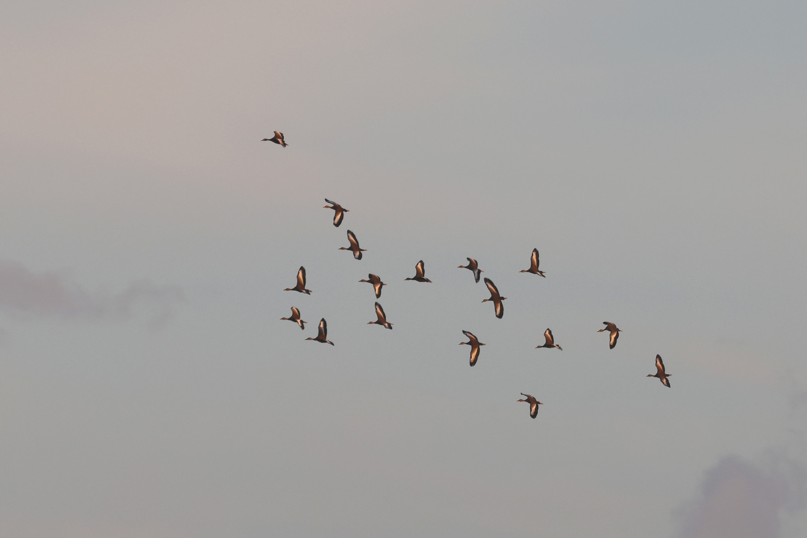 Dendrocygne-a-ventre-noir_1.jpg