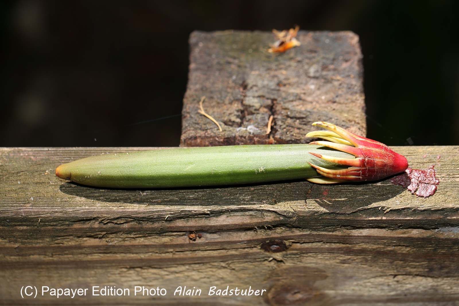 Cape-Trib_0277.JPG