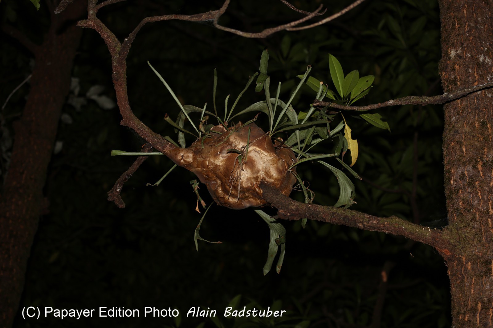 Cape-Trib_0537.JPG