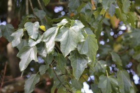 Cape-Trib_1330.JPG