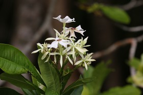 Cape-Trib_0011.JPG