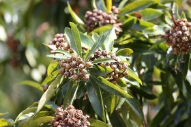 Cape-Trib_1277.JPG