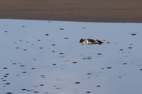 Mouette-atricille_2.jpg