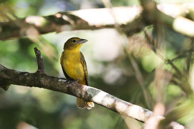 Piranga-vermilion_1.jpg