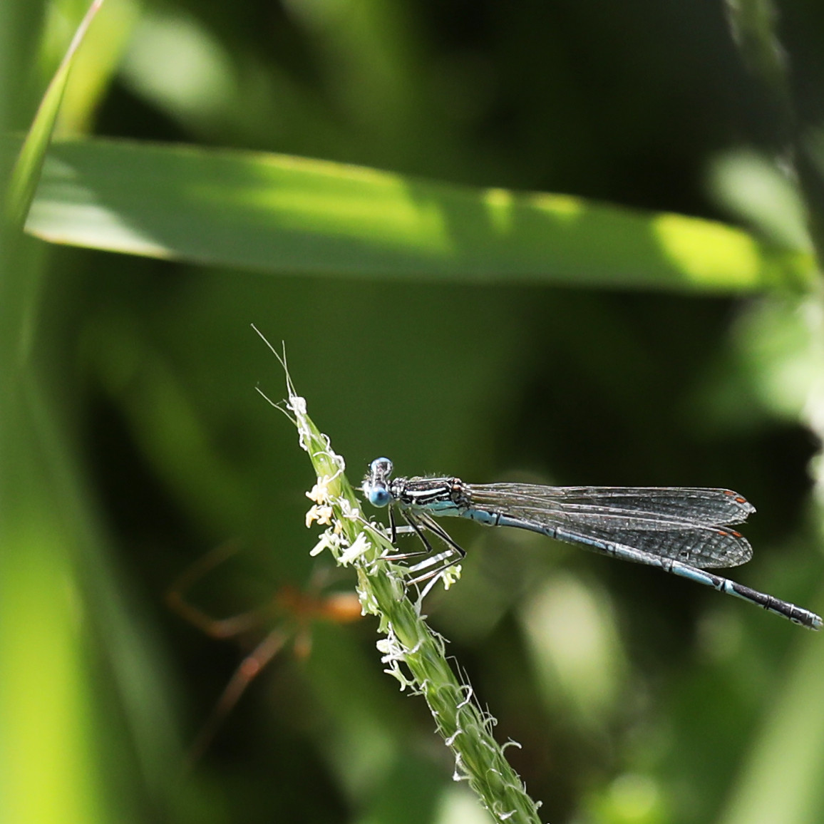 platycnemis-pennipes_2.jpg