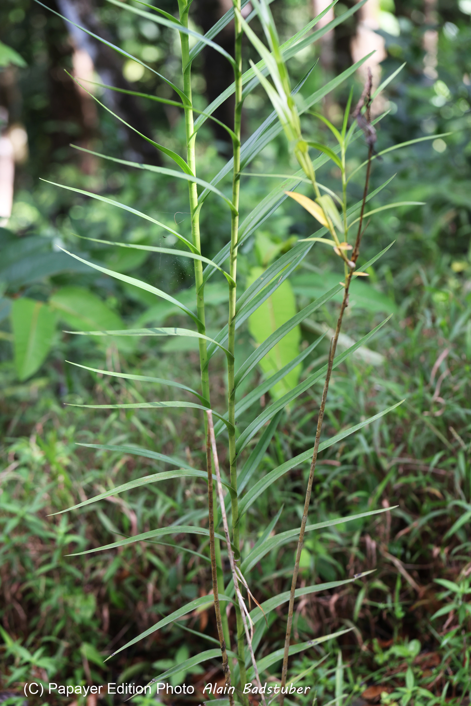Chiguiri Arriba