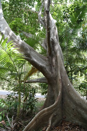 Cape-Trib_1382.JPG