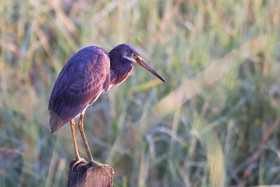 Aigrette-tricolore_2.jpg