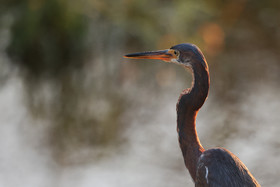 Aigrette-tricolore_4.jpg