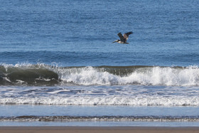 Pelican-brun_3.jpg
