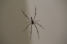 Cape-Trib_0871.JPG