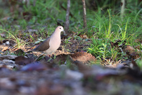 Panama, Boca-Brava