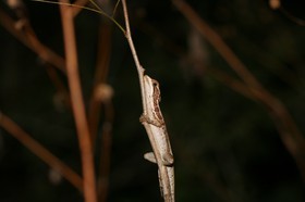 IMG_0678.JPG