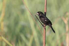 Sporophile-variable_3.jpg