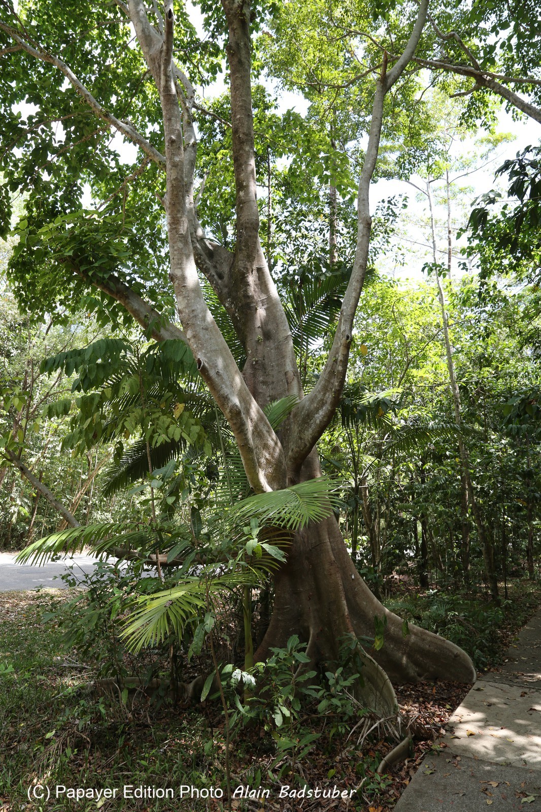 Cape-Trib_1383.JPG