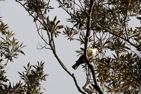 Oiseaux à Cape Tribulation