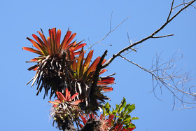 Boquete, Panama