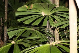 Cape-Trib_1199.JPG
