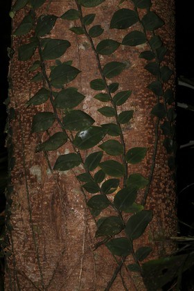 Cape-Trib_1480.JPG
