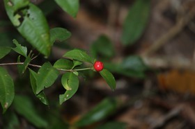 Cape-Trib_0660.JPG