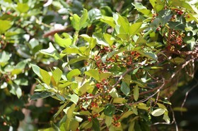 Cape-Trib_1235.JPG