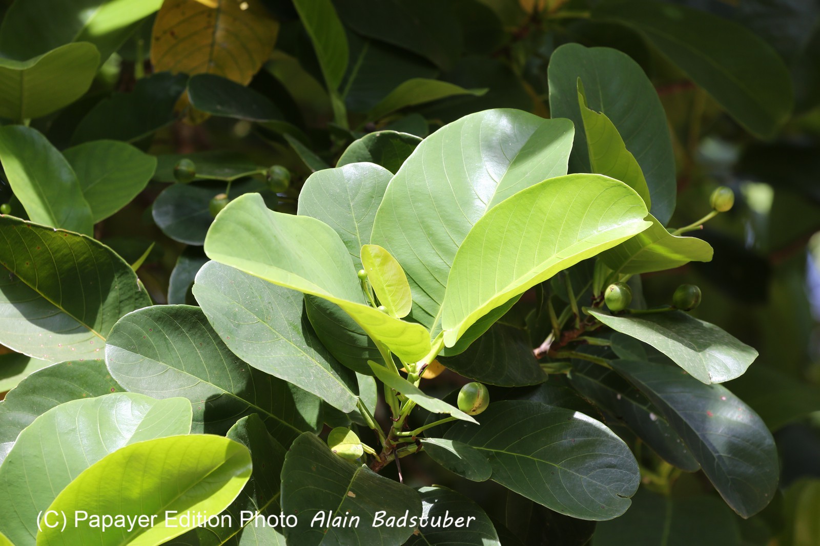 Cape-Trib_1214.JPG